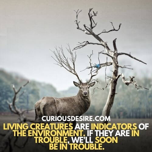living creatures are indicators of the environment.