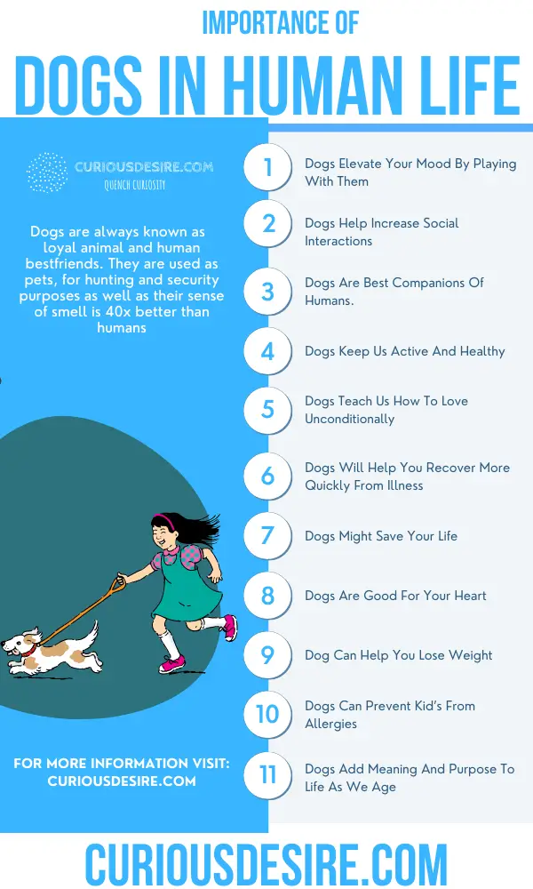 Why Dogs Are Important
