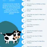 Why Cows Are Important