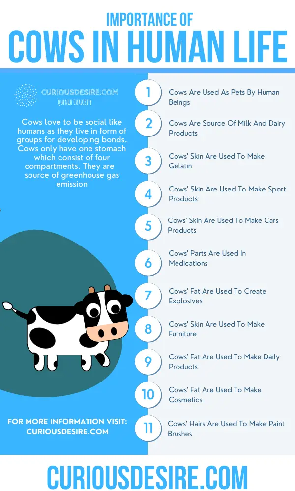 Why Cows Are Important