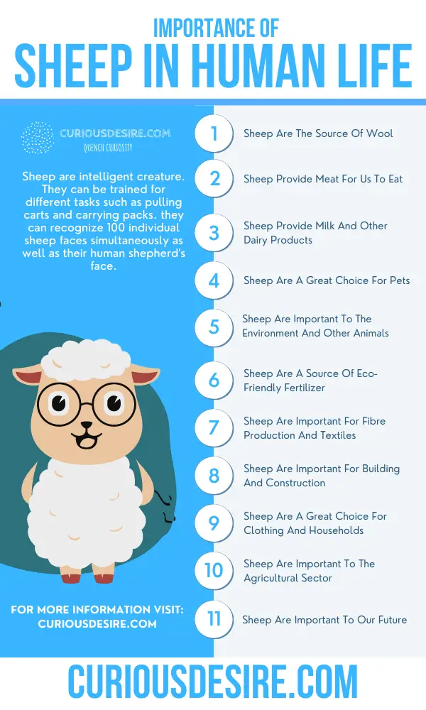 Why Sheep Are Important