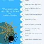 Why Spiders Are Important - Benefits and Significance