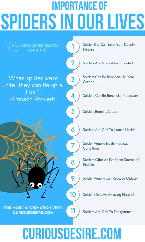 Why Spiders Are Important - Benefits and Significance