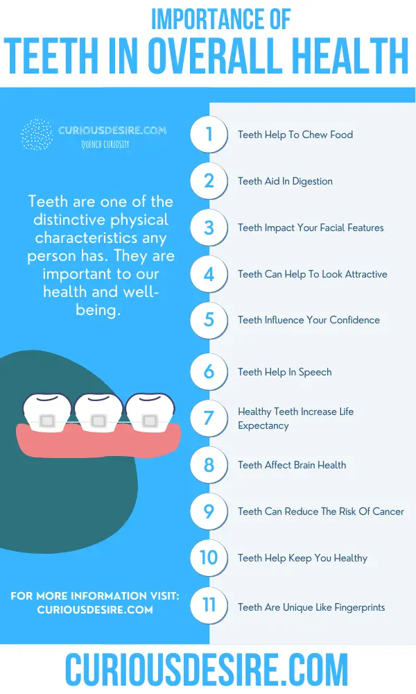 Why Teeth Are Important - Benefits And Significance Of Teeth In Our Bodies