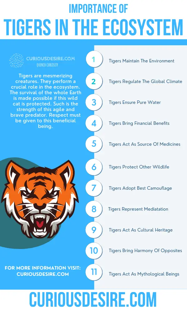 15 Reasons Why Tigers Are Important Curious Desire