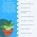 Why Plants Are Important