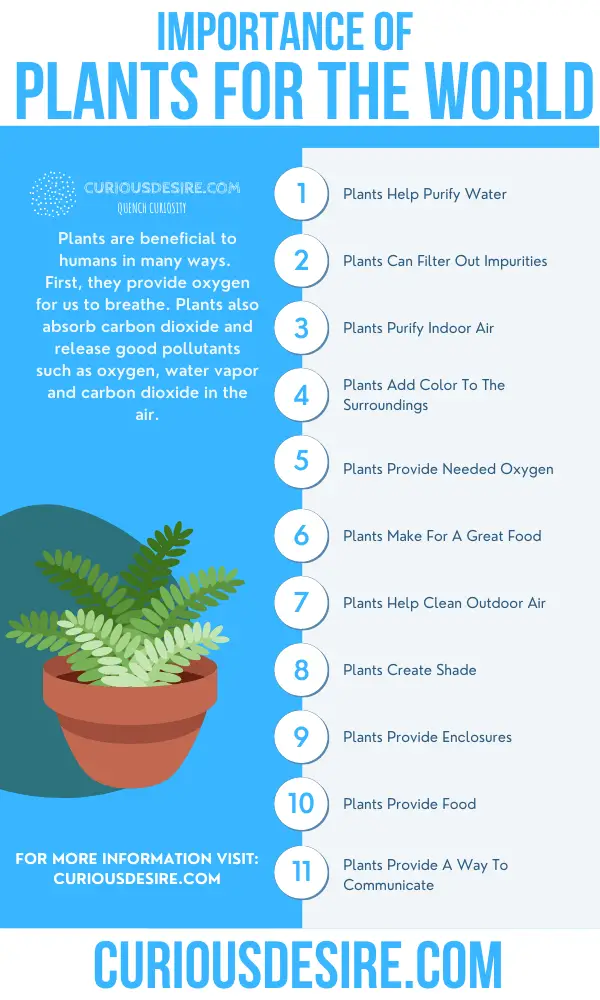 Why Plants Are Important