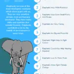 Why Elephants Are Important