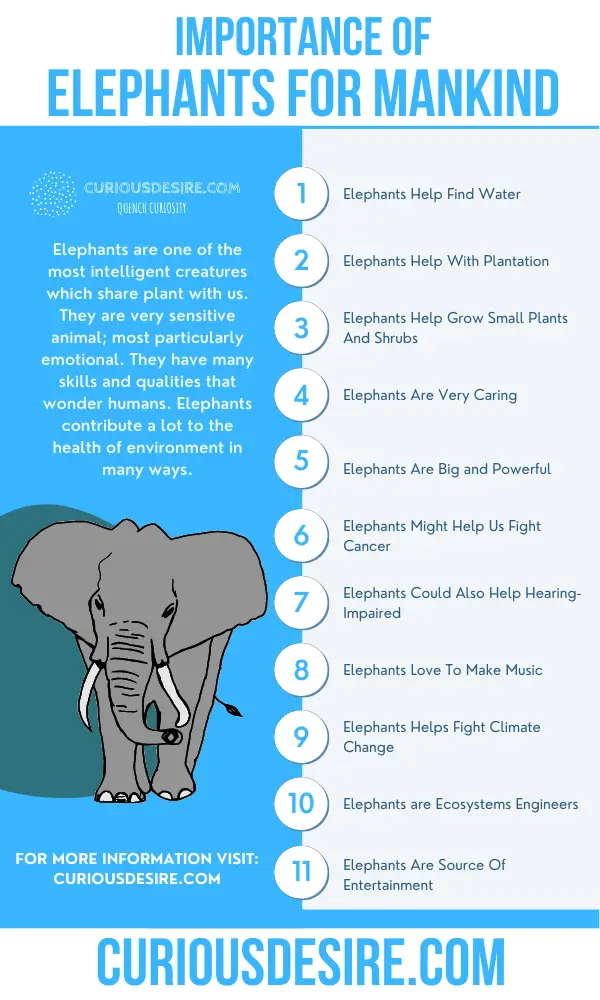 Why Elephants Are Important