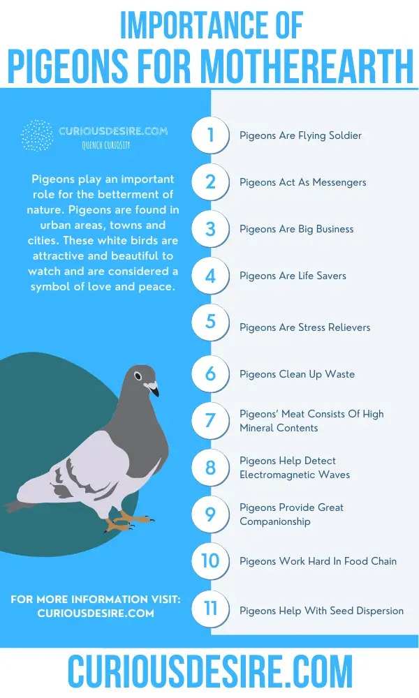 Why Pigeons Are Important