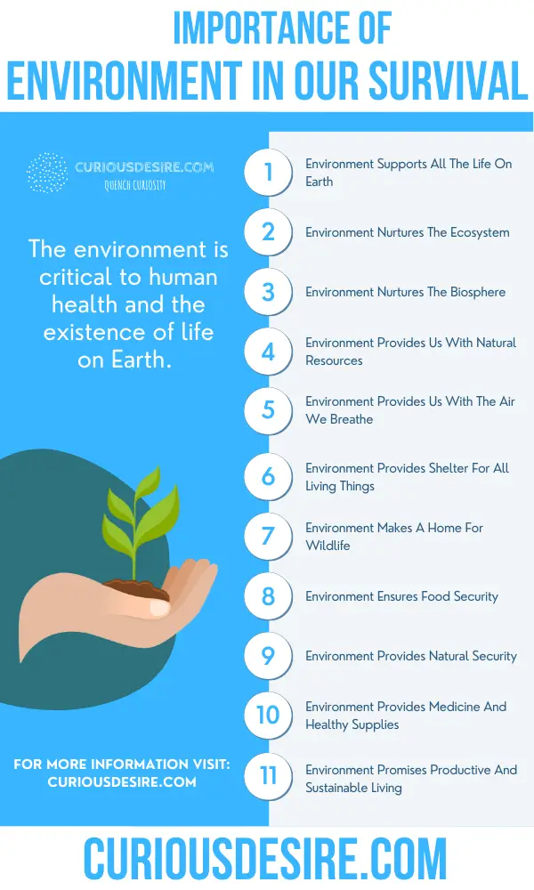 Why is the environment important in our lives 5 points?