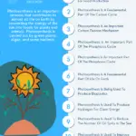 Why Photosynthesis Is Important