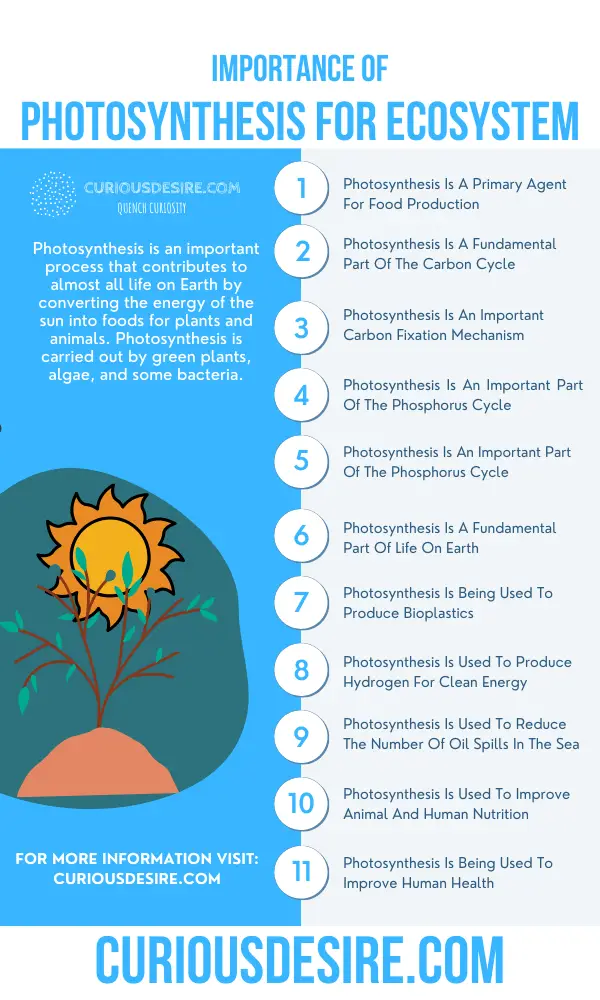 15 Reasons Why Photosynthesis Is Important? - Curious Desire