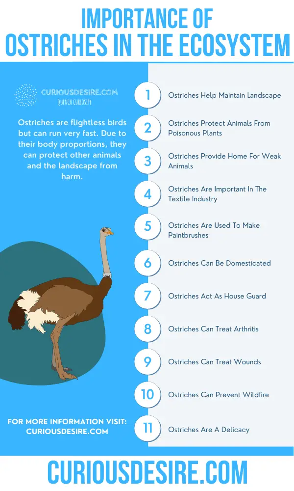 Why Ostriches Are Important
