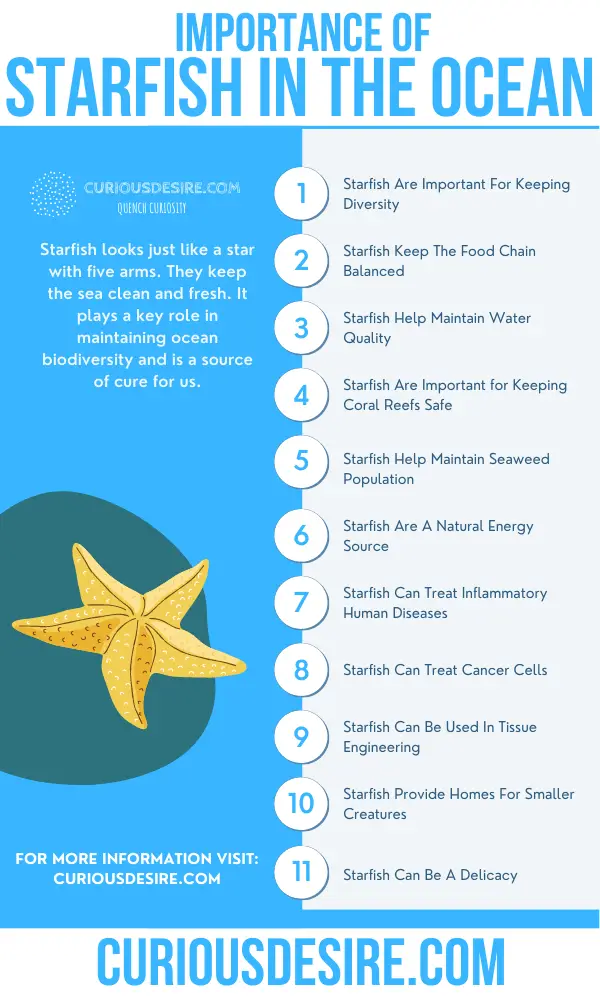 Why Starfish are Important