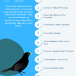 Why Crows Are Important