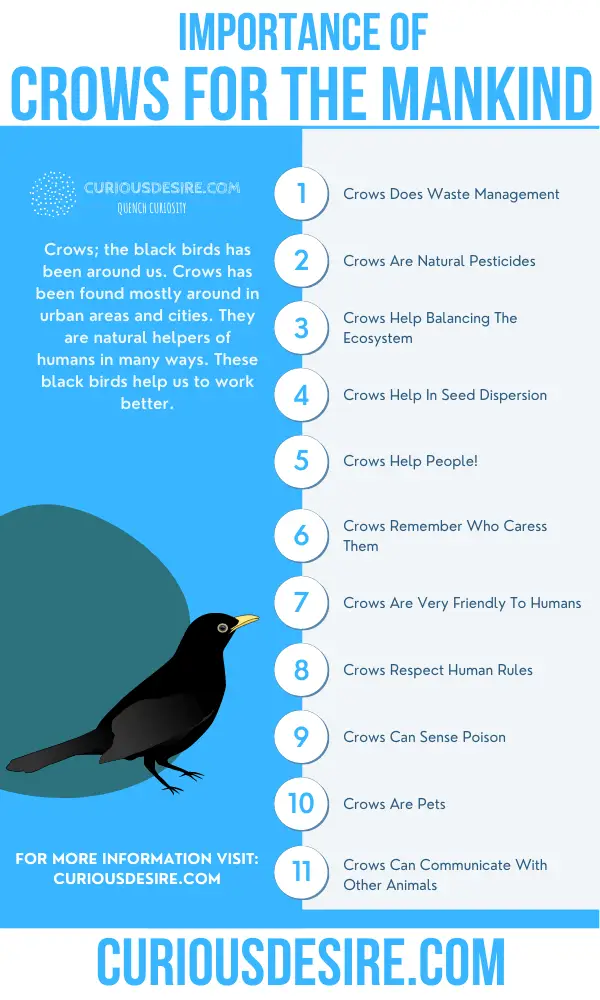 Why Crows Are Important