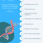 Why DNA Is Important - Significance And Benefits