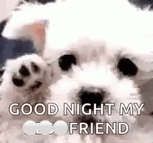 Puppy way to say goodnight