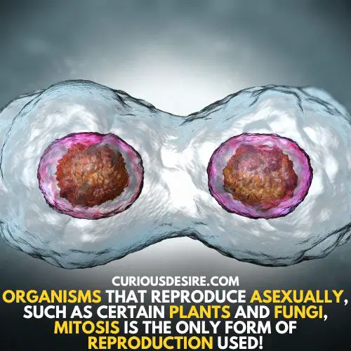 Asexual reproduction is impossible without mitosis