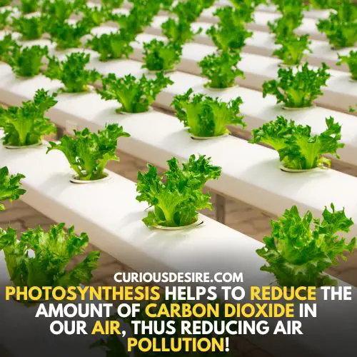 Recycling of carbon dioxide - why is photosynthesis important