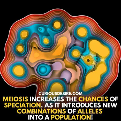Speciation - reason why is meiosis important