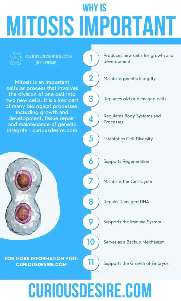 importance of mitosis