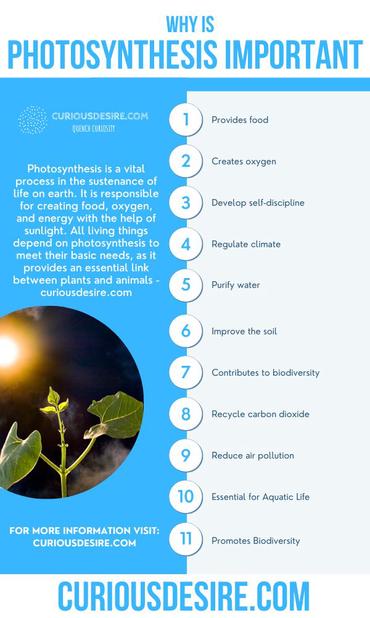 Why is Photosynthesis Important - 15 Significances - Curious Desire
