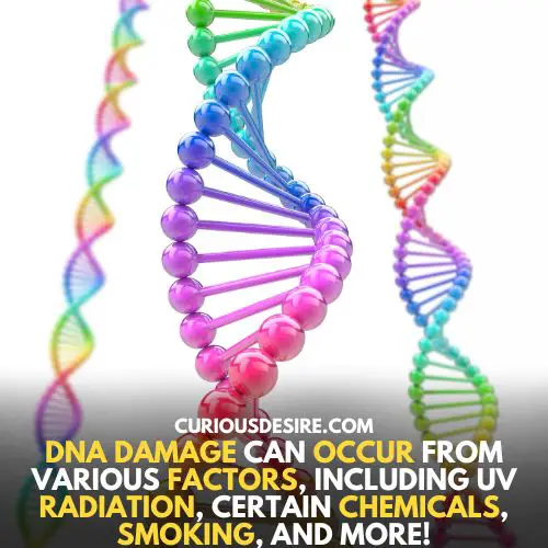 Repairing of damaged DNA