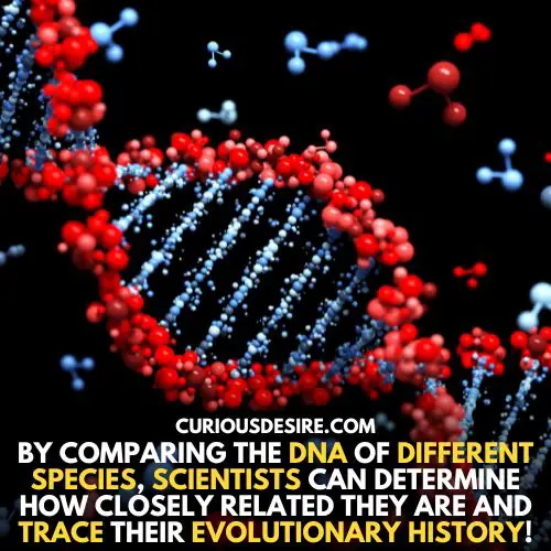 Evolutionary History - why is Dna replication important