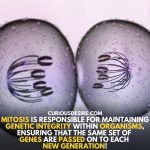 Genetic integrity - a reason Why is mitosis important