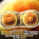 Meiosis is important because it reduces disease