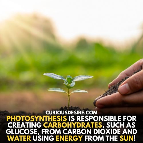 Process of food and oxygen formation - Why is photosynthesis important
