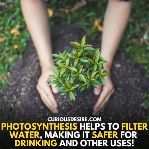 Photosynthesis is important because it helps in water cycle