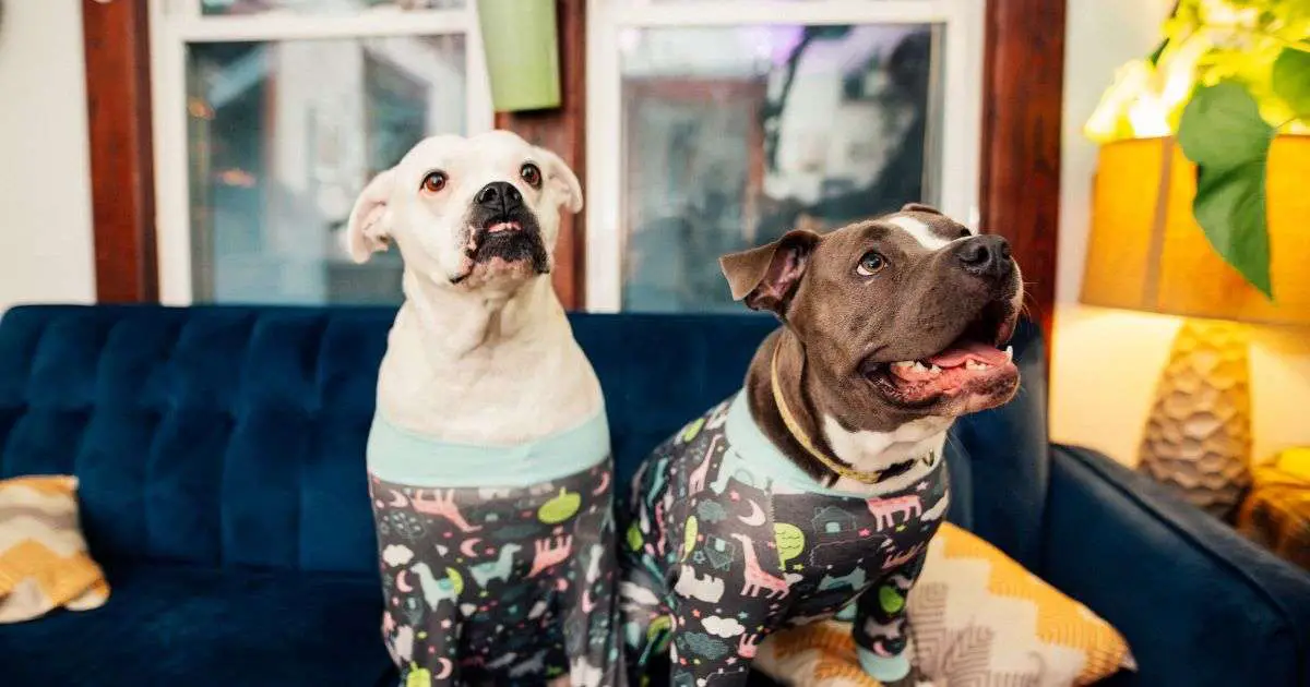 2 Pit Bulls sitting together on a sofa