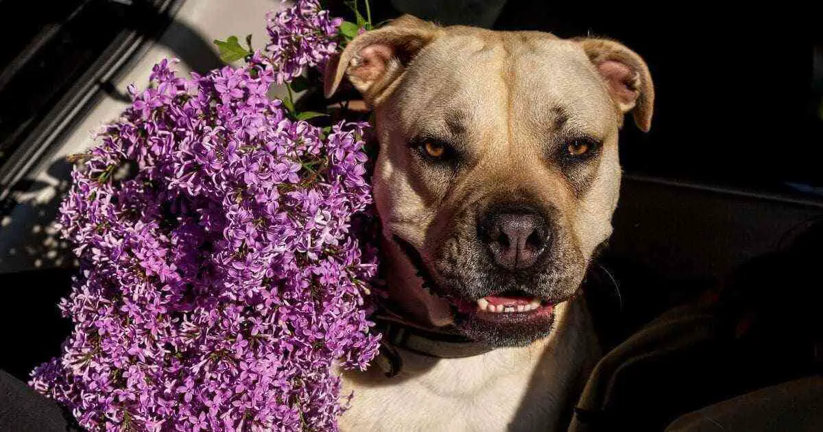 An Aggressive looking Pit Bull