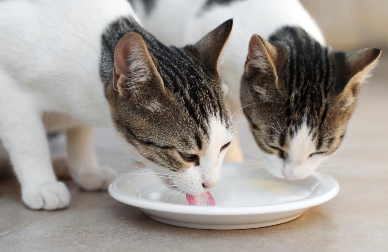 Two cats drinking milk from a white plate