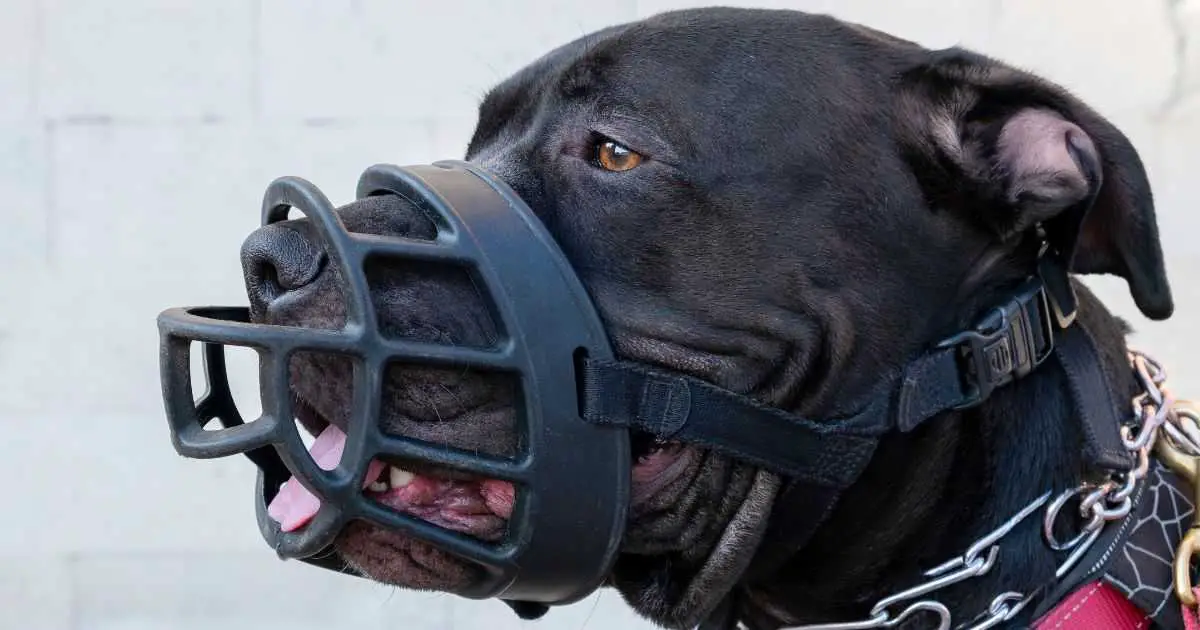 A Pit Bull With Covered Jaws