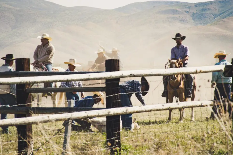 Some cowboys on horses enjoying together