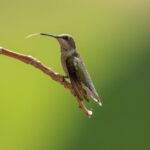 Tongue of hummingbird