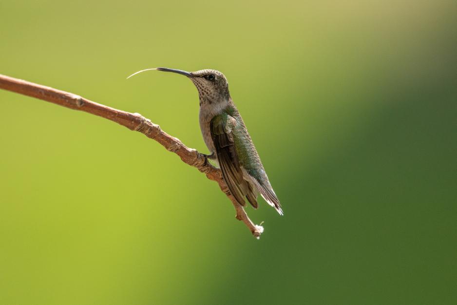 Tongue of hummingbird