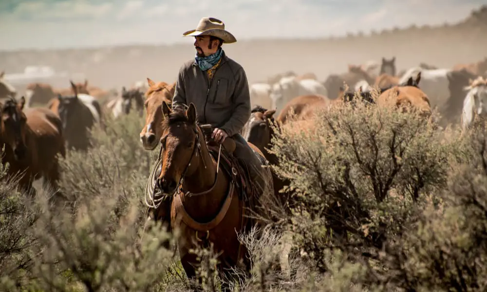 A cowboy is riding a horse in the woods amidst many other horses.