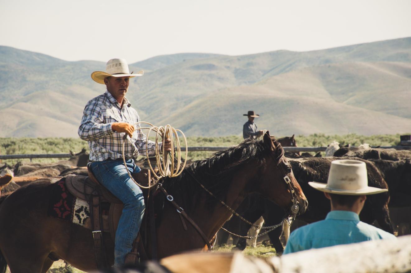 A Cowboy sitting on his Horse Holding his Iconic rope