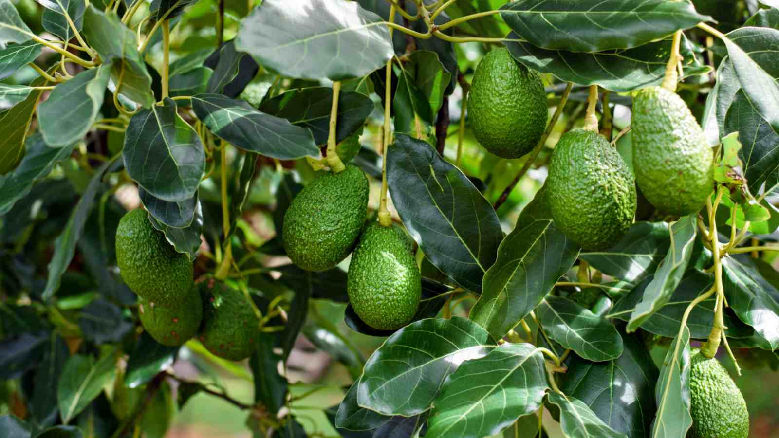Healthy avocado tree bearing avocados