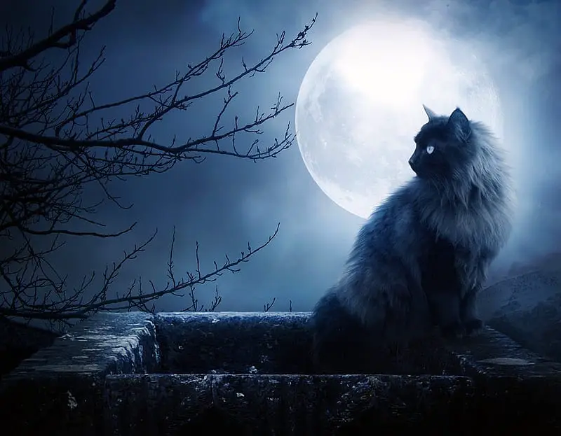 A Fluffy black cat perched on a square structure wall with a full moon in the background