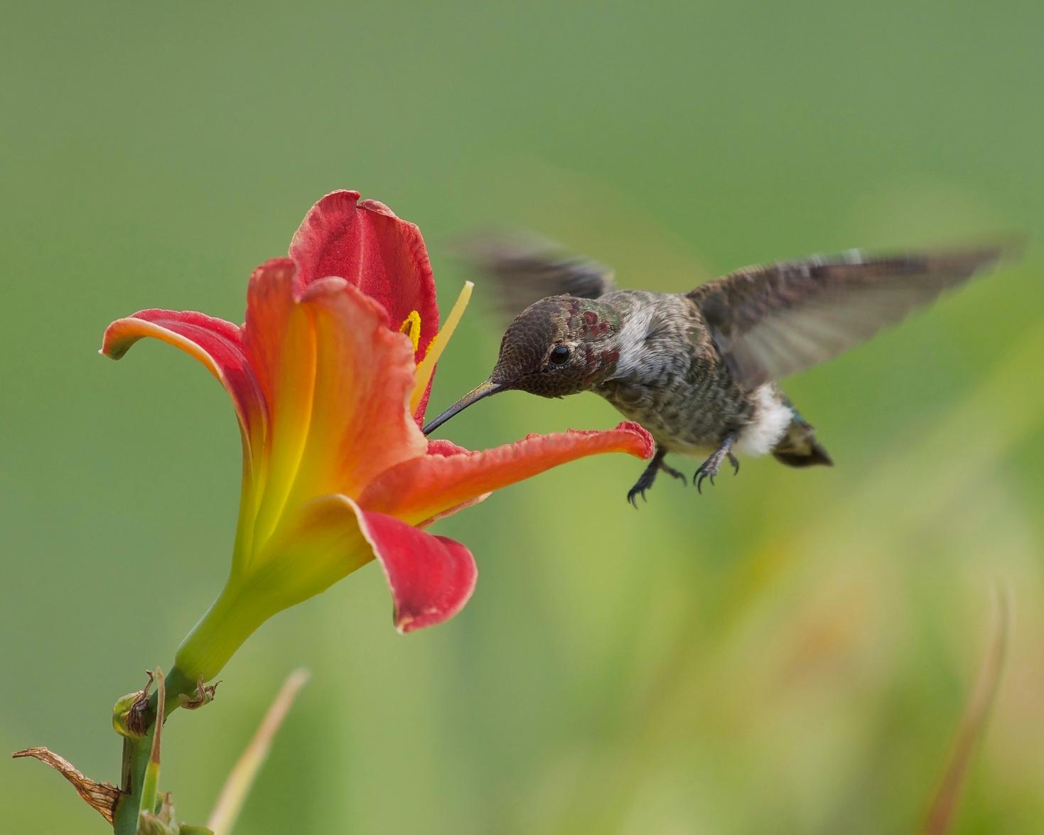 Hummingbird feeding on red flower