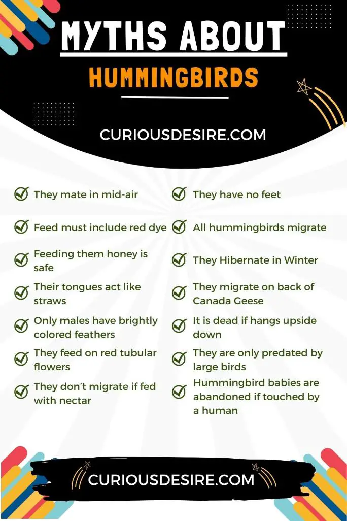 Infographics - Myths About Hummingbirds