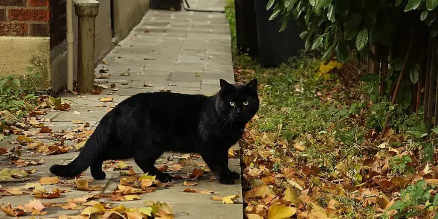 A black cat crossing a path with scattered dry autumn leaves