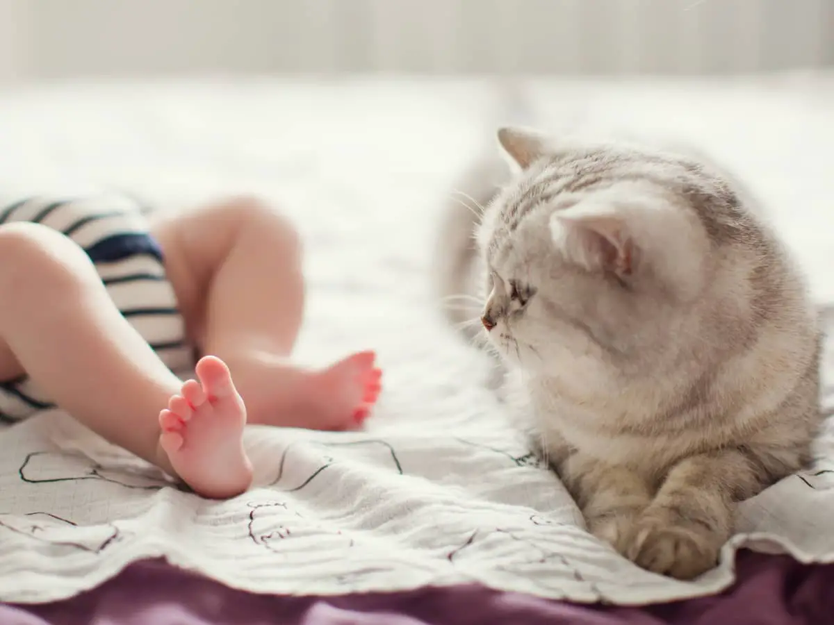 A fluffy cat is siting besides a baby's legs