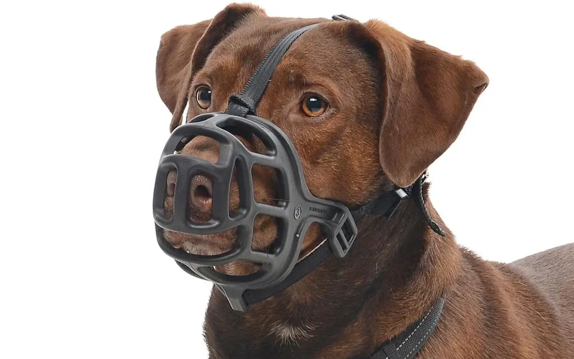 A Muzzled Dog